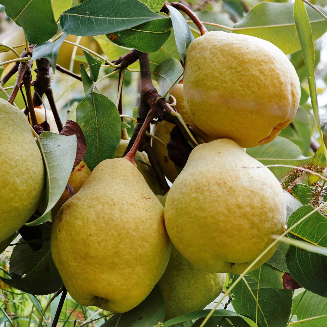 Груша обыкновенная Просто Мария